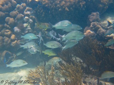 20100713_akumal_0035.jpg