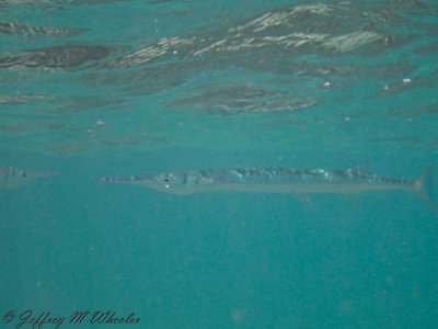 20100713_akumal_0036.jpg