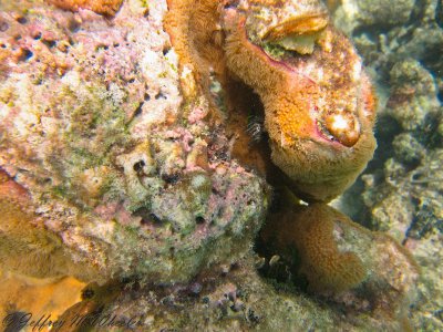 20100713_akumal_0038.jpg