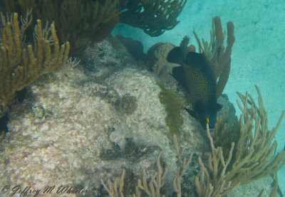 20100713_akumal_0039.jpg