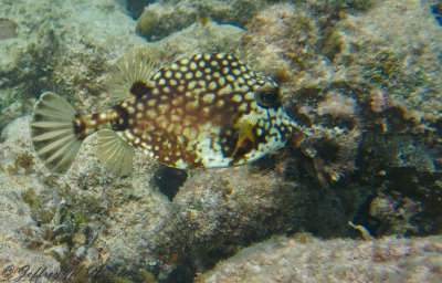 20100714_akumal_0077.jpg