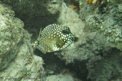 20100714_akumal_0078.jpg