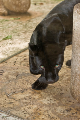 Dallas World Aquarium