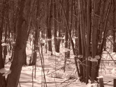 Trees and Ice