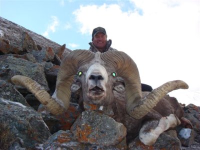 altai argali 083.jpg