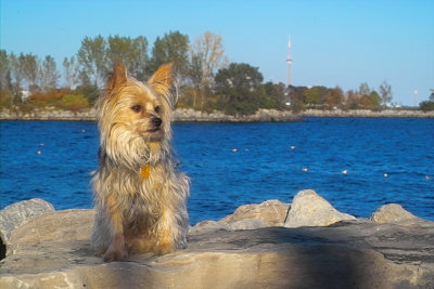 Little Ricky at Lake Ontario