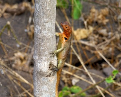 Female Lava Lizard