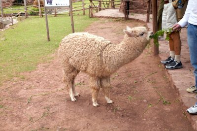Alpaca