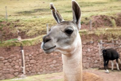 Llama