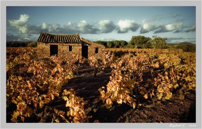 Sheds in the vineyards