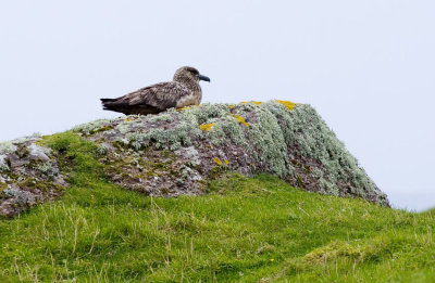 Handa-Great-Skua.jpg