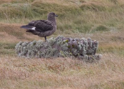 Handa-Great-Skua2.jpg