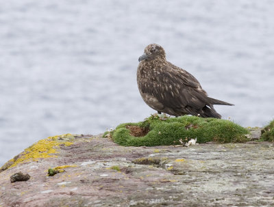 Handa-Great-Skua3.jpg