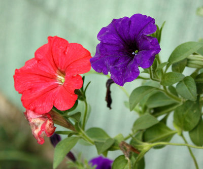Red and Blue Wave Petunias