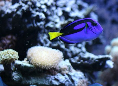 Blue Yellow and Black Fish