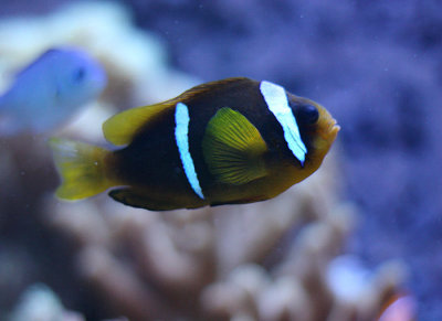 Brown Yellow and White Fish