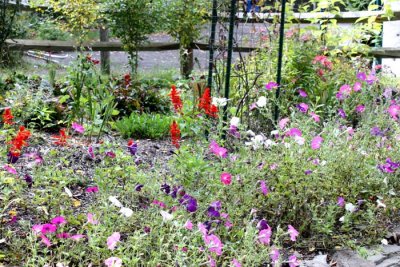 Hummingbird Garden