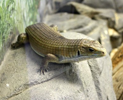 Round Nosed Plated Lizard