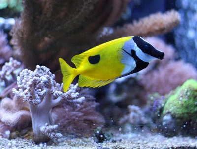 Yellow Black and White Fish