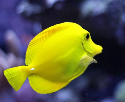 Yellow Fish