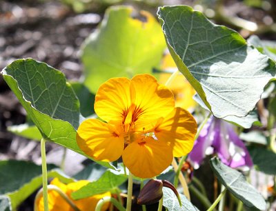 Yellow Nasturtium