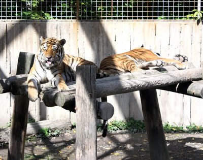 Amur Tiger 2