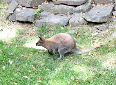 Bennetts Wallaby
