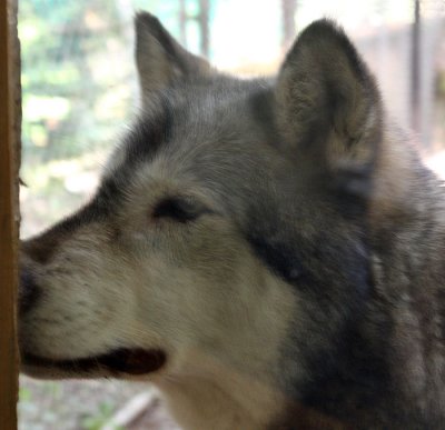 Grey Wolf