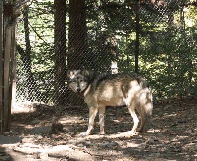 Grey Wolf 2