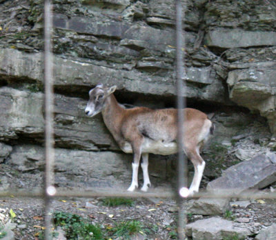 Mouflon 2
