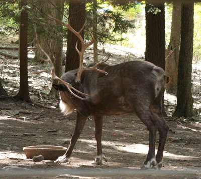 Reindeer 3