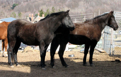 The Tennessee Walking Horses