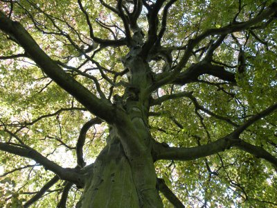 On the grounds of St. Mary's Abbey, York, England
