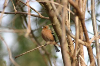 Common Chaffinch.jpg