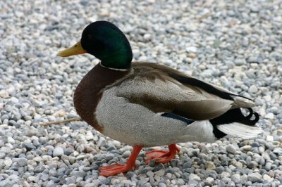 Mallard (male).JPG