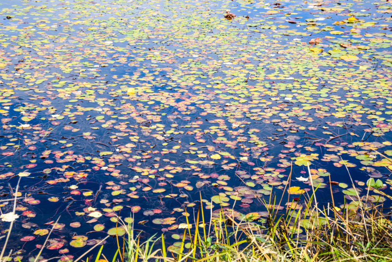 Waterlillies-Apsley ONT