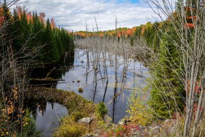 CNTY Rd 46-Beaver Damn and swamp