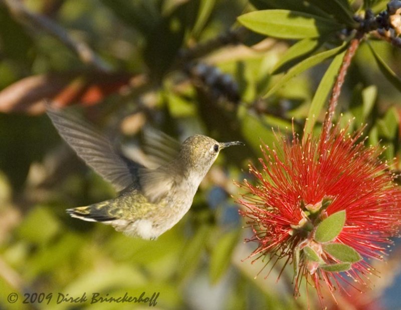 20090405 Birds+BottleBrush 107.jpg