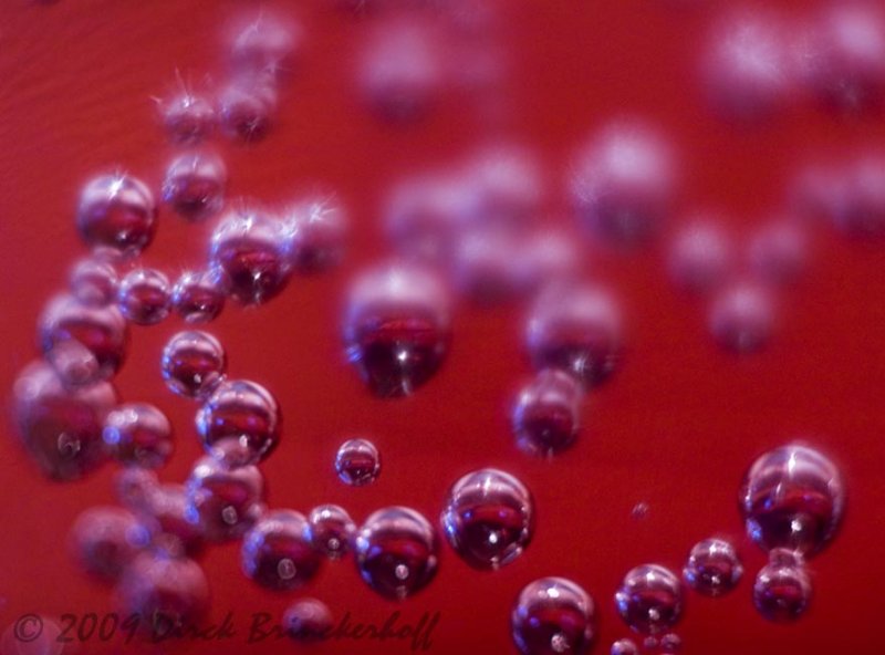 Fizz