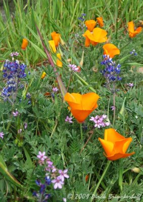 20090411 Mt Diablo  024.jpg