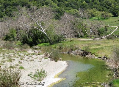 Creek Near Gilroy Hot Springs