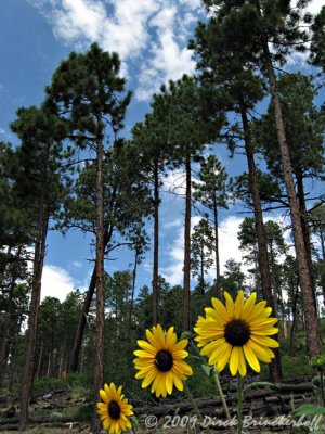 20090829 Ride 006SunFlowers3.jpg