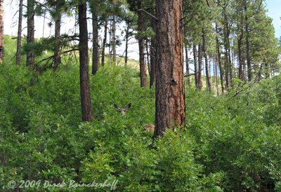 20090829 Ride 007Deer.jpg