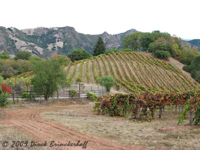 Vinyards With the Rockpile Beyond