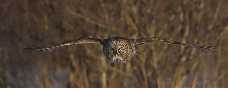 Great Gray Owl