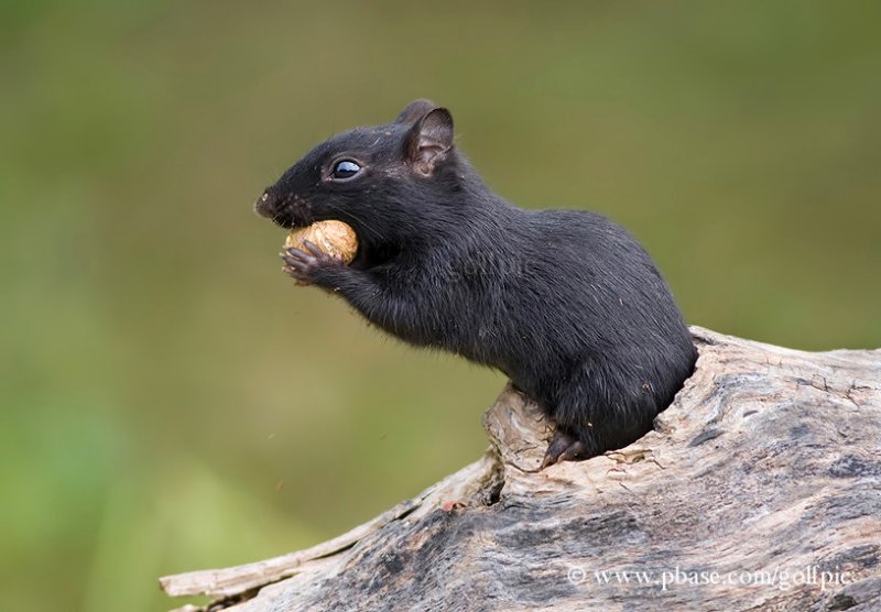 Black Chipmunk