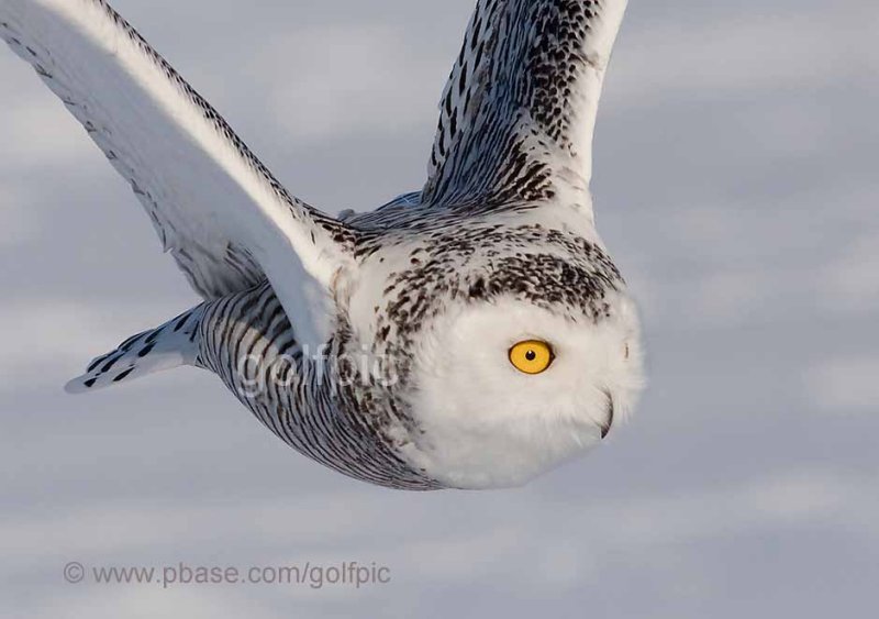 Snowy owl close-up