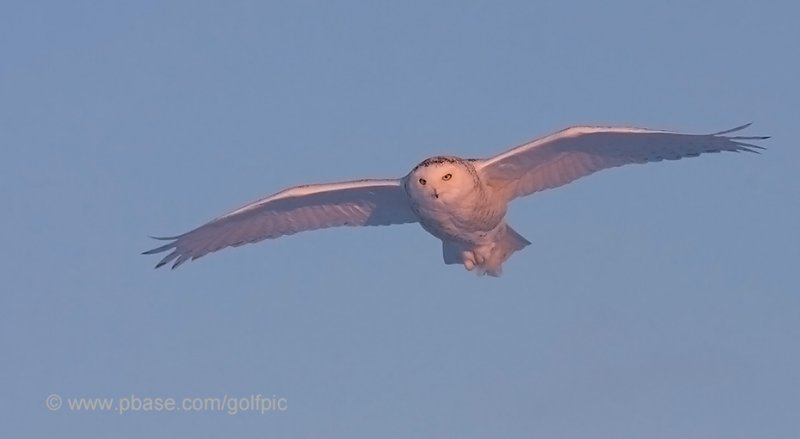 Snowy Owl