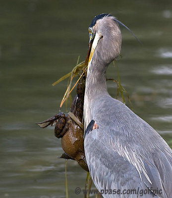 Great Blue Heron and one that got away