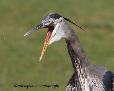 Great Blue Heron